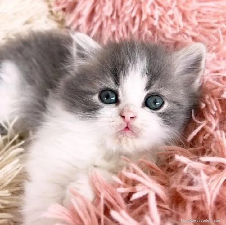 ID：2301-01027の子猫