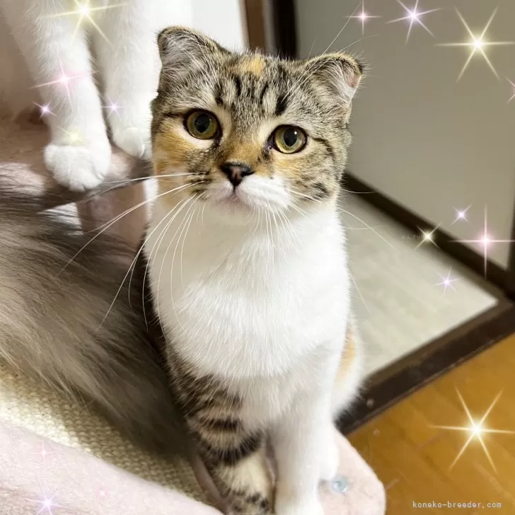 ID：2404-01016の子猫