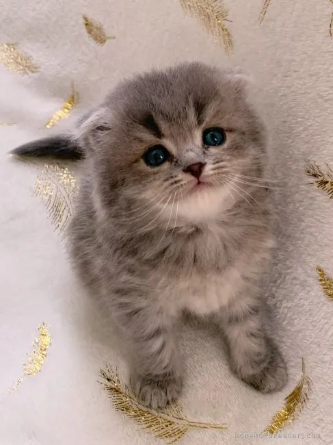 ID:2202-01709の子猫