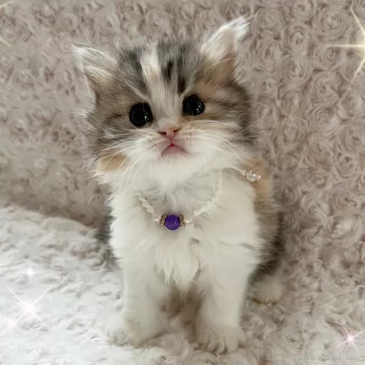 ID:2404-01012の子猫