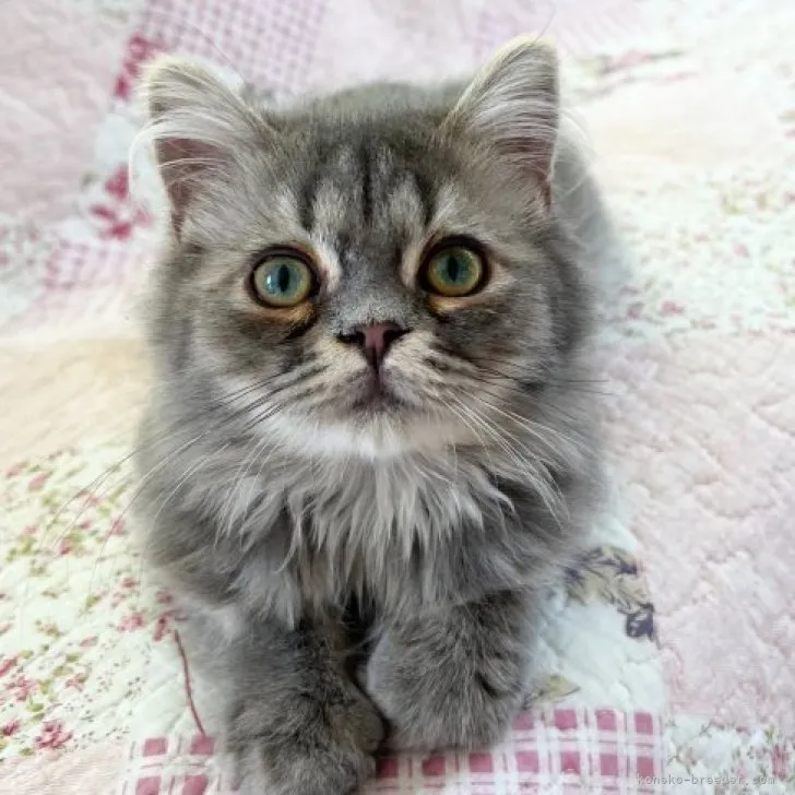 K.H 様のお迎えした子猫