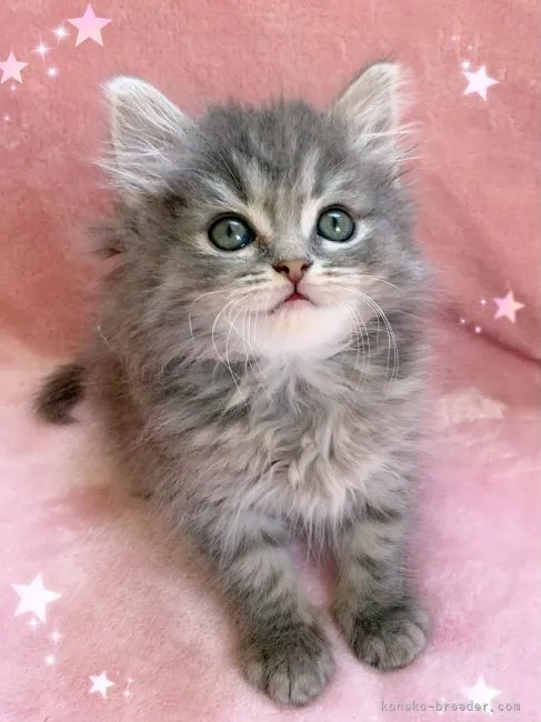 ID:2203-00734の子猫