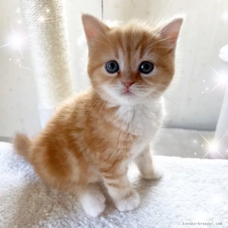 ID:2311-00478の子猫
