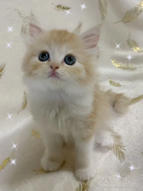 ID：2108-00349の子猫