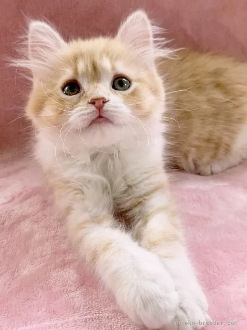 ID:2205-01278の子猫