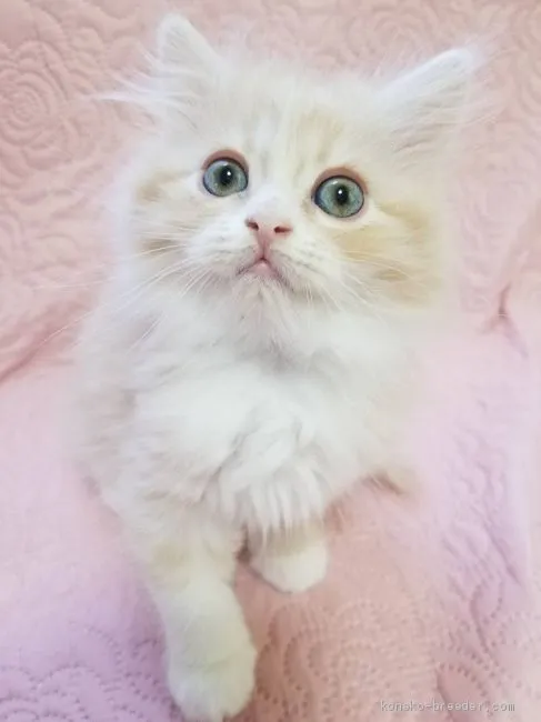 ID：1904-01320の子猫