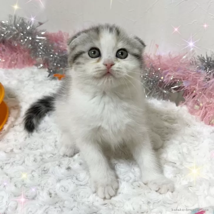 ID：2412-01146の子猫