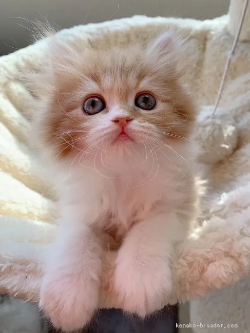 ID:2012-01731の子猫