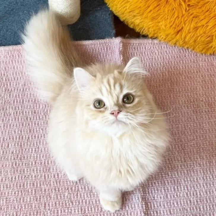 ID：2306-01005の子猫