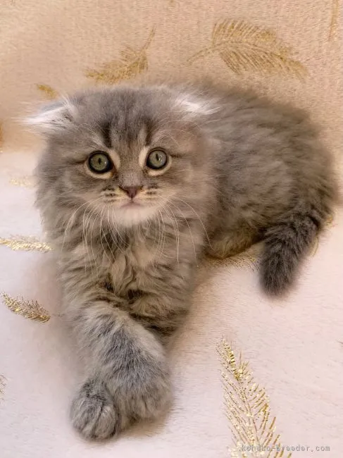 ID:2202-01942の子猫