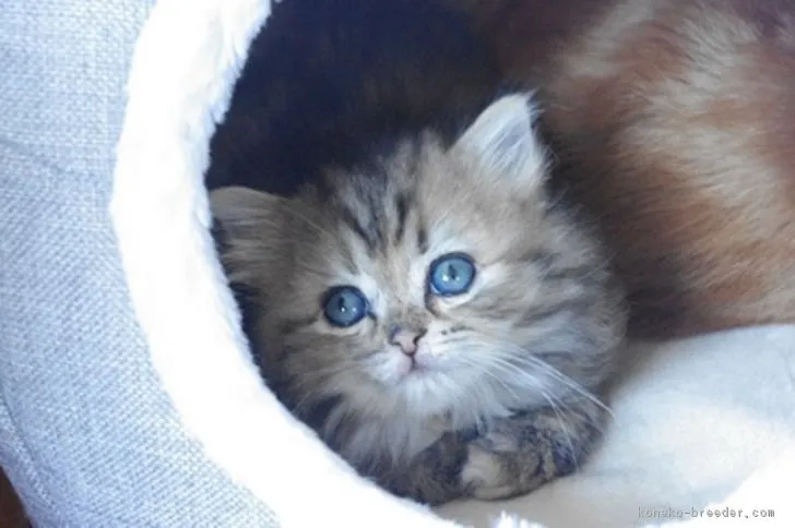 ID:1704-00288の子猫