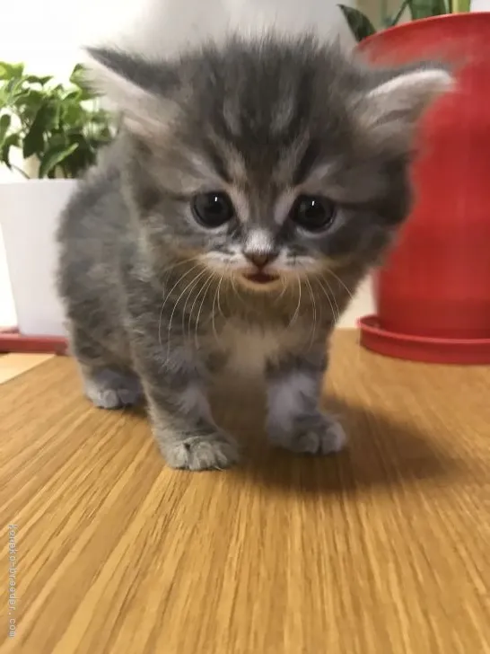 ID：1805-01030の子猫