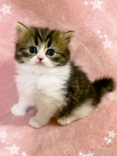 ID:2201-00526の子猫