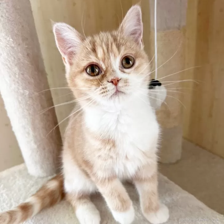 ID：2402-00488の子猫