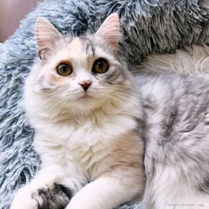 ID：2210-01879の子猫