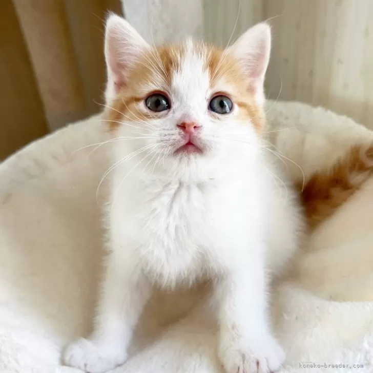 ID：2401-01962の子猫