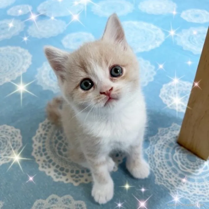 ID:2308-01693の子猫