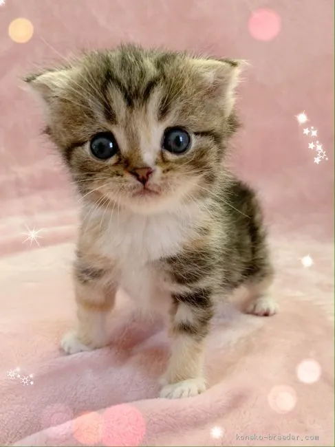ID:2005-00433の子猫