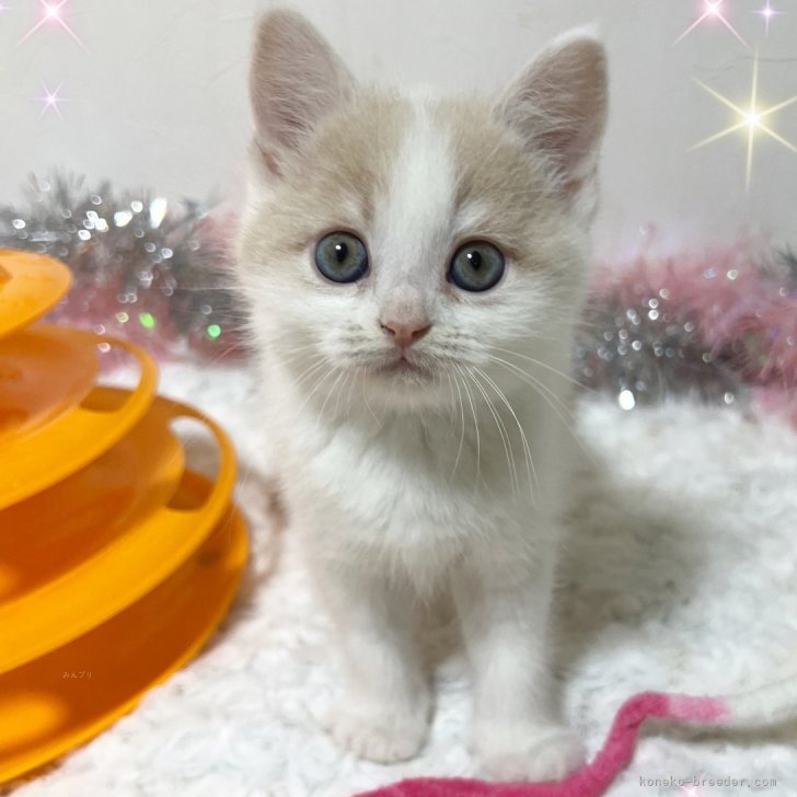 まろちゃママ 様のお迎えした子猫