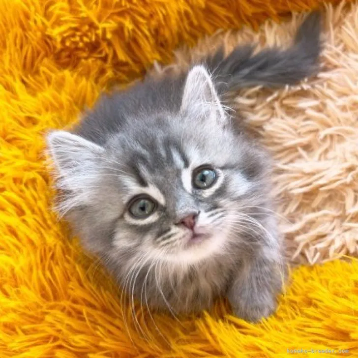 ID：2302-01741の子猫