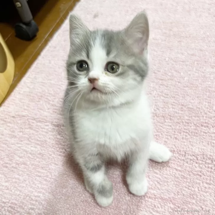 ID:2402-00296の子猫