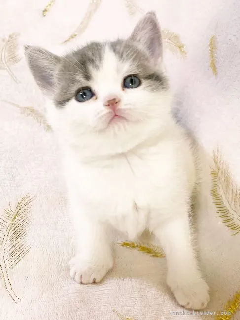 ID:2201-00731の子猫
