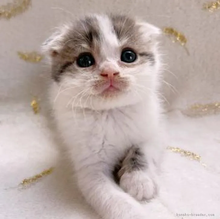ID:2302-00025の子猫