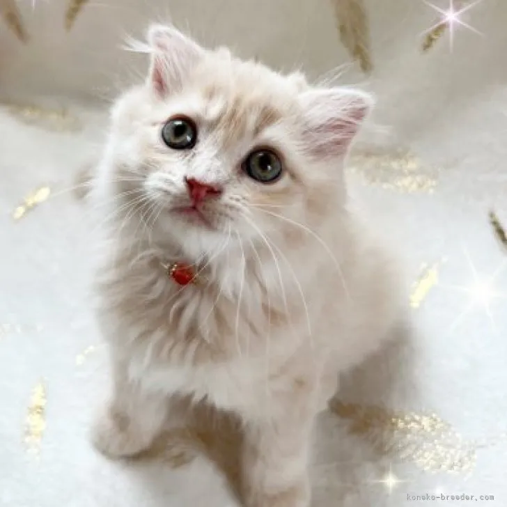 めんめ 様のお迎えした子猫