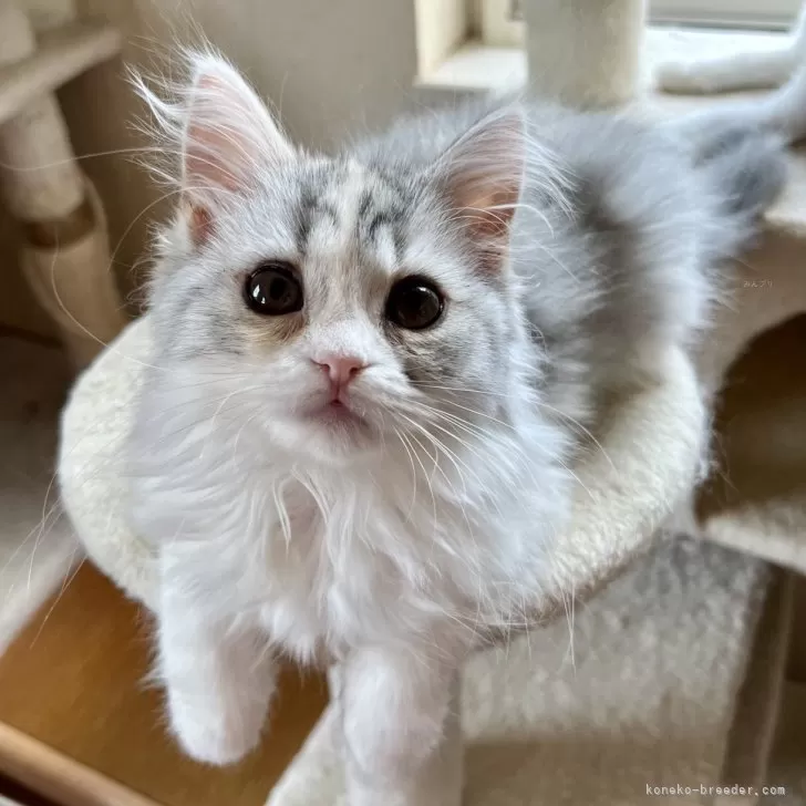 ID:2404-01014の子猫