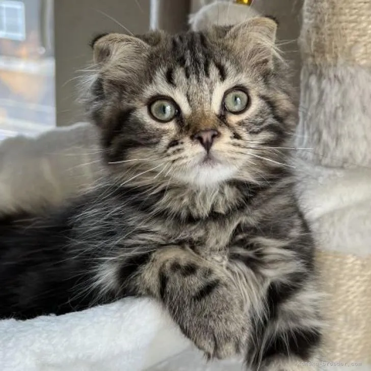ID:2205-02454の子猫