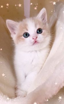 スコティッシュフォールド(立ち耳)【北海道・女の子・2022年2月10日・クリーム&ホワイト】の写真「可愛い🍀」