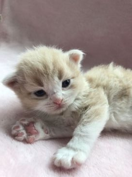 スコティッシュフォールド(折れ耳)【北海道・男の子・2017年5月15日・クリーム&ホワイト】の写真「穏やかくん✨」