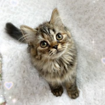 スコティッシュフォールド【北海道・女の子・2022年12月25日・ブラウンタビー】の写真「可愛い女の子❤️」