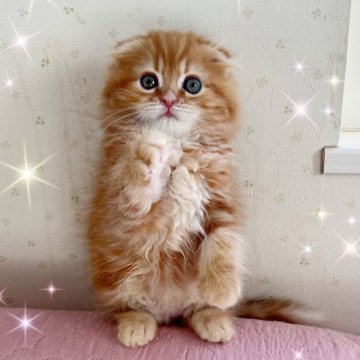 スコティッシュフォールド【北海道・男の子・2023年12月28日・レッド&ホワイト】の写真「超甘えん坊で可愛い💕」