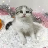 スコティッシュフォールド(折れ耳)【北海道・女の子・2024年10月23日・ダイリュートキャリコ】の写真1