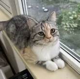 スコティッシュフォールド(立ち耳)【北海道・女の子・2023年12月10日・シルバーパッチドタビーホワイト】の写真5