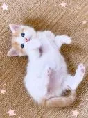 スコティッシュフォールド(立ち耳)【北海道・男の子・2022年2月10日・レッド&ホワイト】の写真5