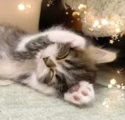 スコティッシュフォールド(立ち耳)【北海道・男の子・2020年4月7日・ブラウンタビー&ホワイト】の写真5