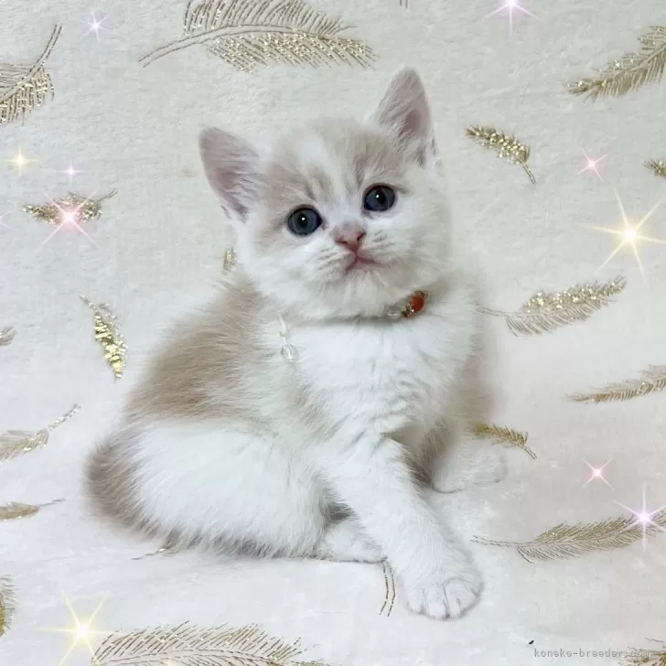 M.A 様のお迎えした子猫