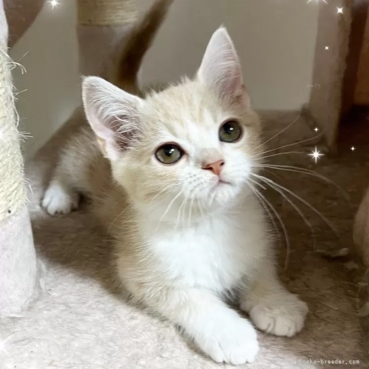 ID：2501-00349の子猫