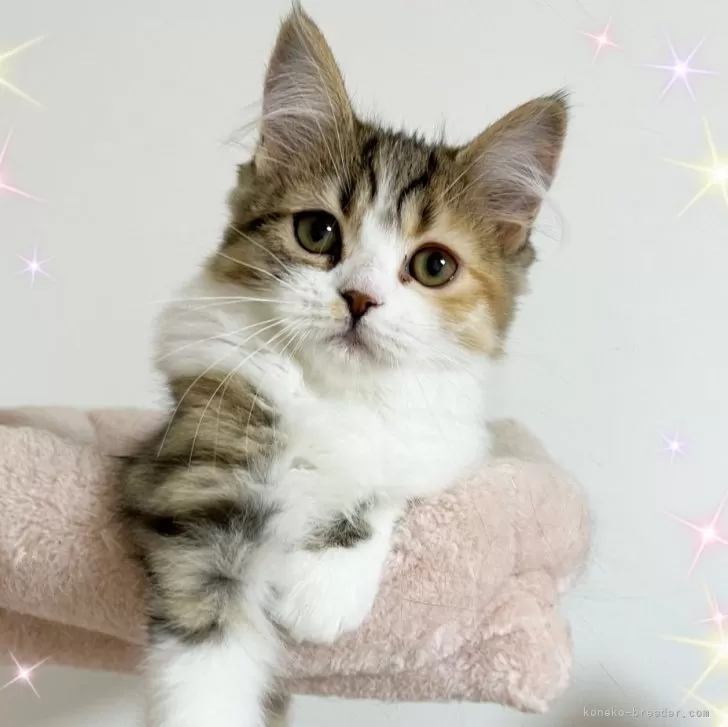 T 様のお迎えした子猫