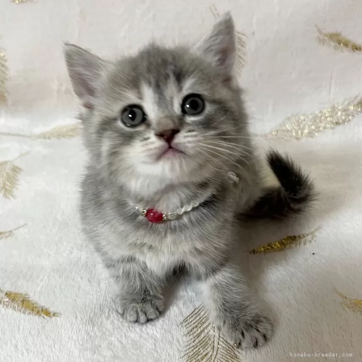 ID：2412-02011の子猫