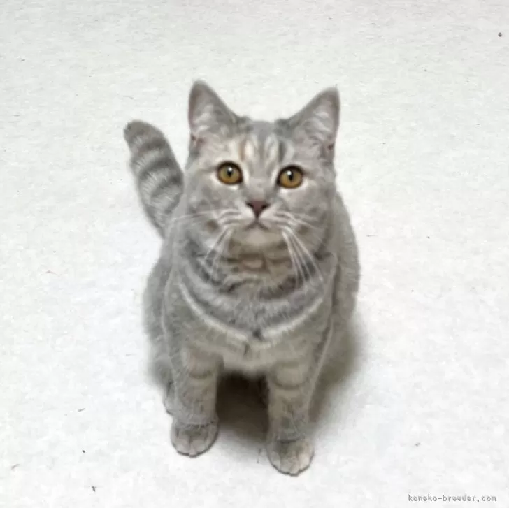 ID:2412-02005の子猫