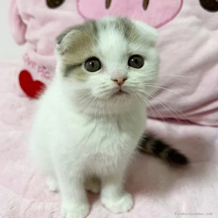 まろちゃママ 様のお迎えした子猫