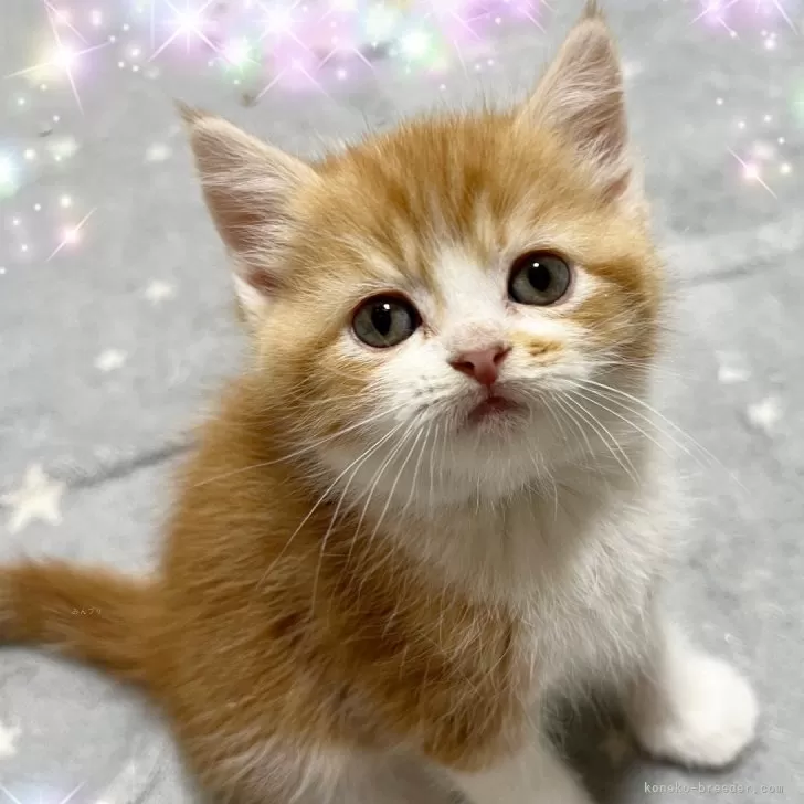ID:2412-01906の子猫