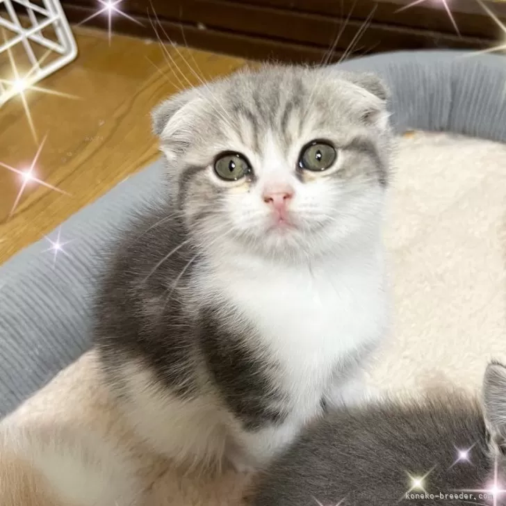 ID:2501-00984の子猫