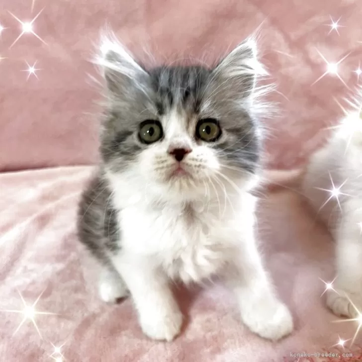 ID：2507-01802の子猫