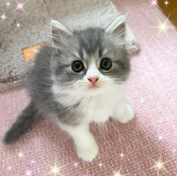 スコティッシュフォールド(立ち耳)【北海道・男の子・2025年6月8日・ブルータビーホワイト】の写真「可愛い男の子💕」