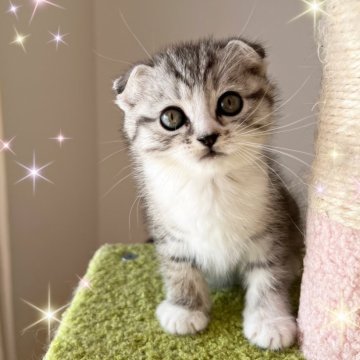 スコティッシュフォールド(折れ耳)【北海道・男の子・2025年9月3日・ブラックタビー&ホワイト】の写真「まっすぐ見つめる瞳が愛らしい、優しい男の子❤️」