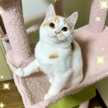 スコティッシュフォールド(立ち耳)【北海道・男の子・2025年7月4日・クリーム&ホワイト】の写真「撫で撫で大好きゴロゴロ甘えん坊❤️」